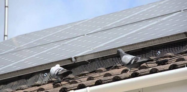 Bird-proofing Your Solar Array